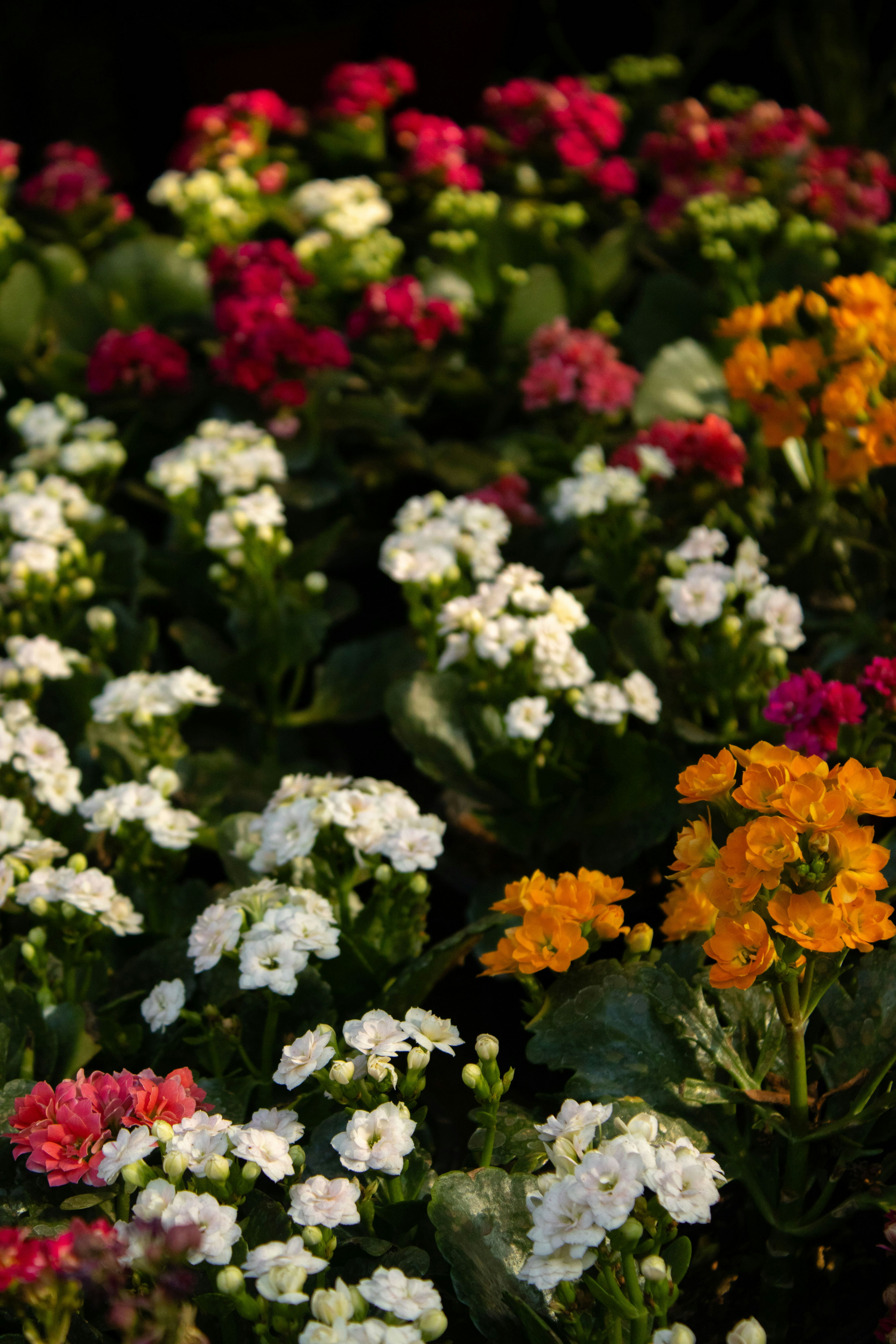 Photo by audumbar999