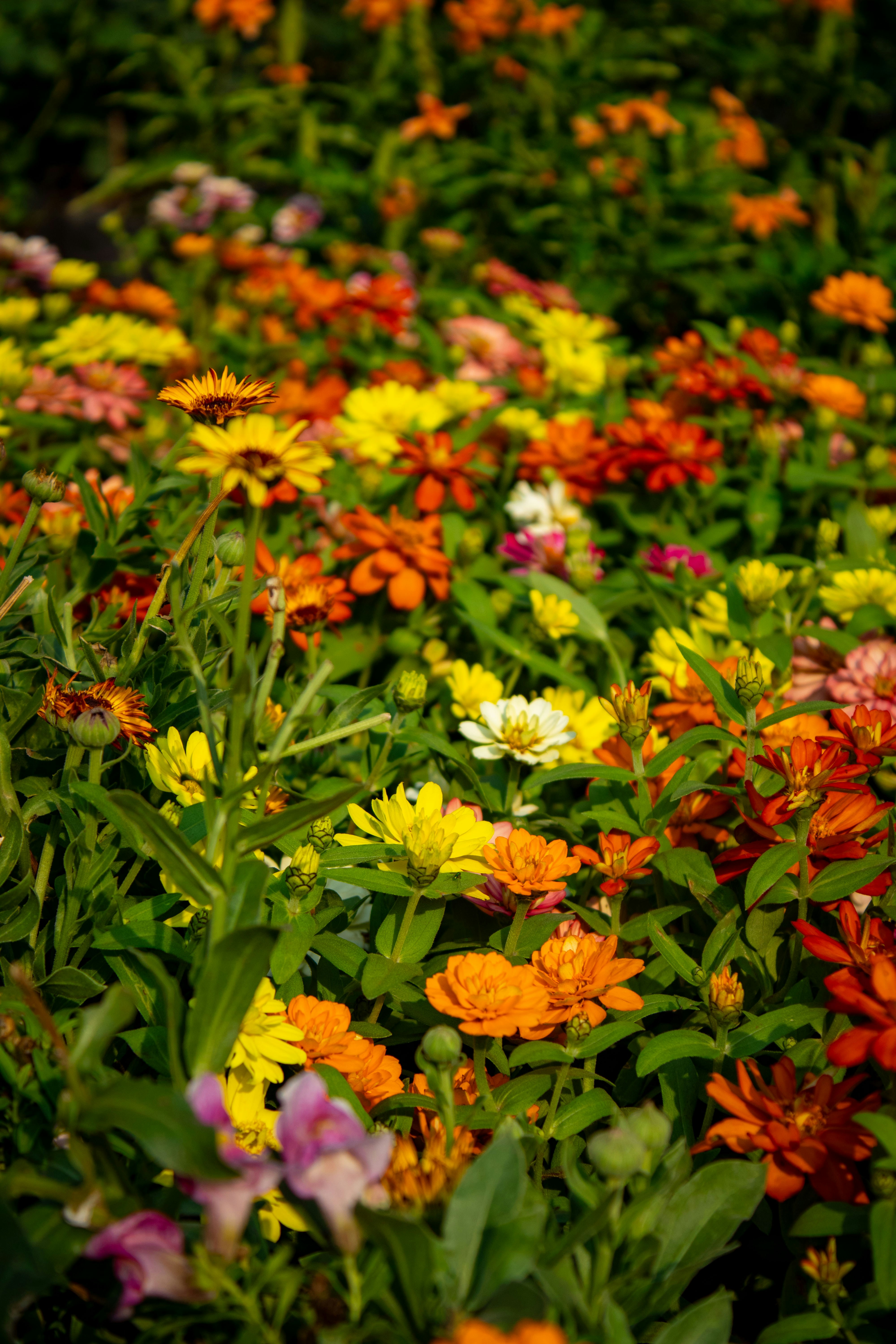 Photo by audumbar999