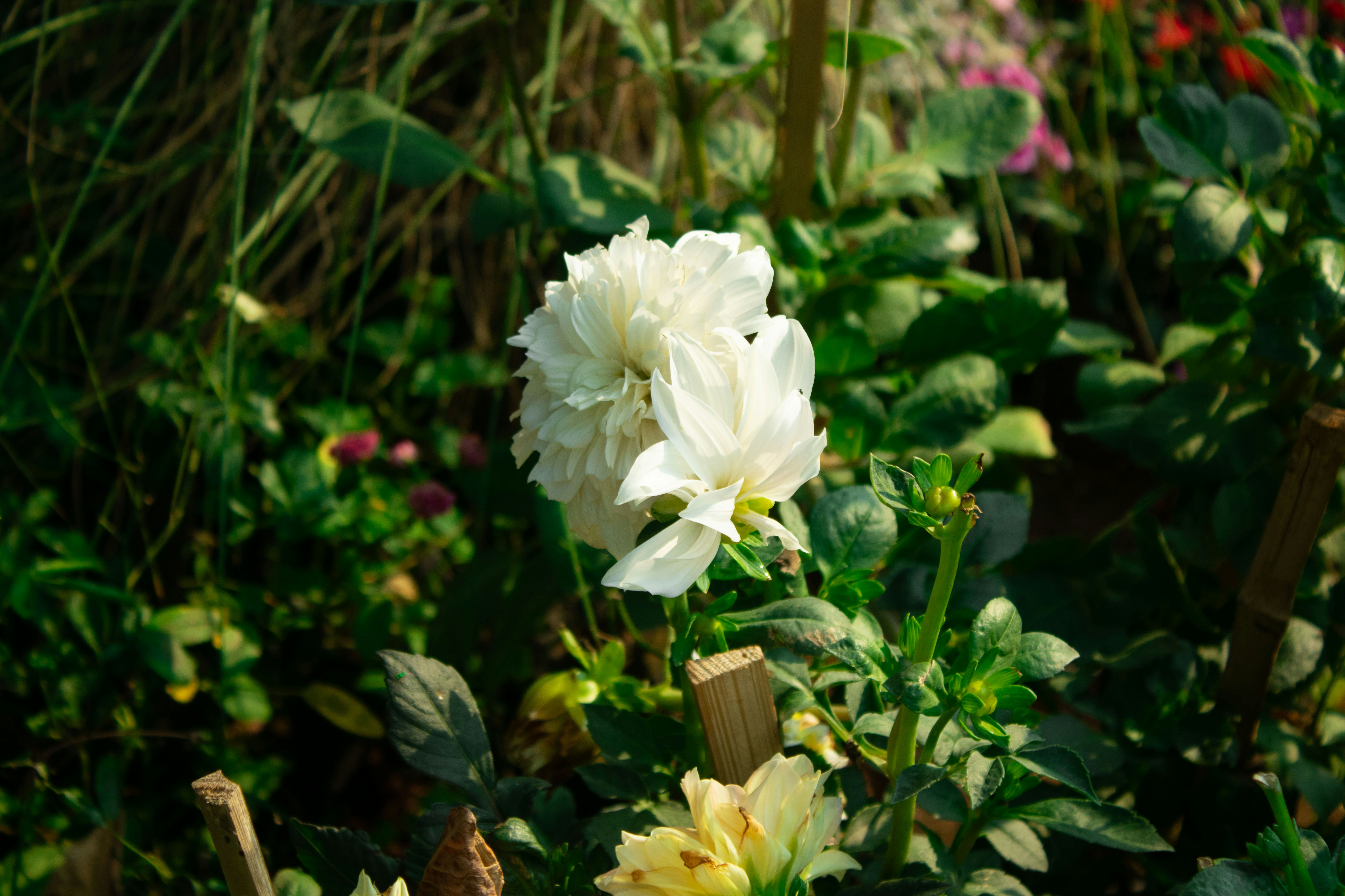 Photo by audumbar999