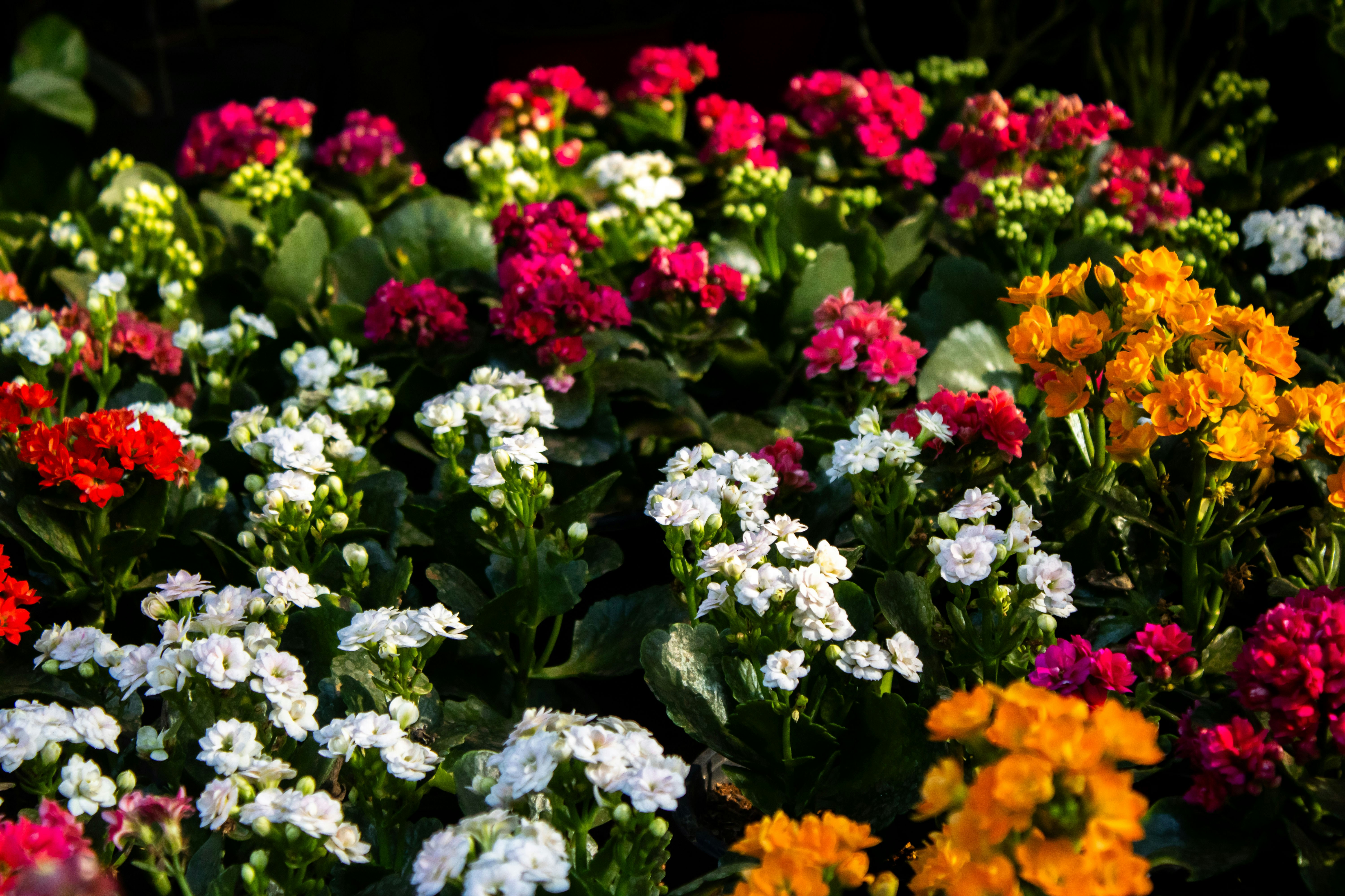 Photo by audumbar999