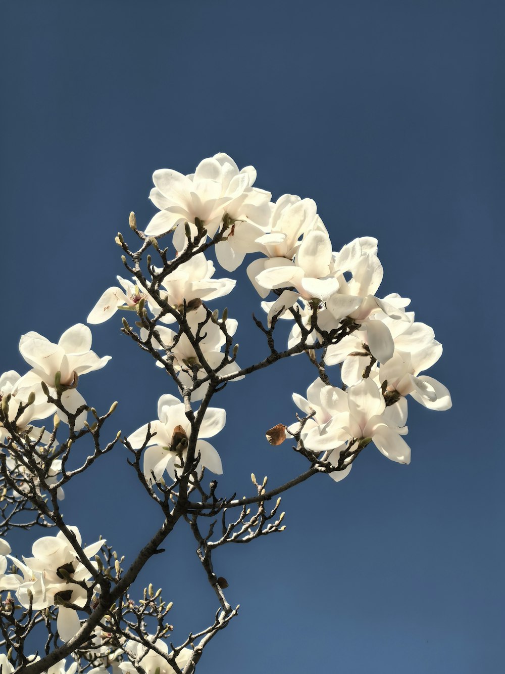 a tree with white flowers against a blue sky