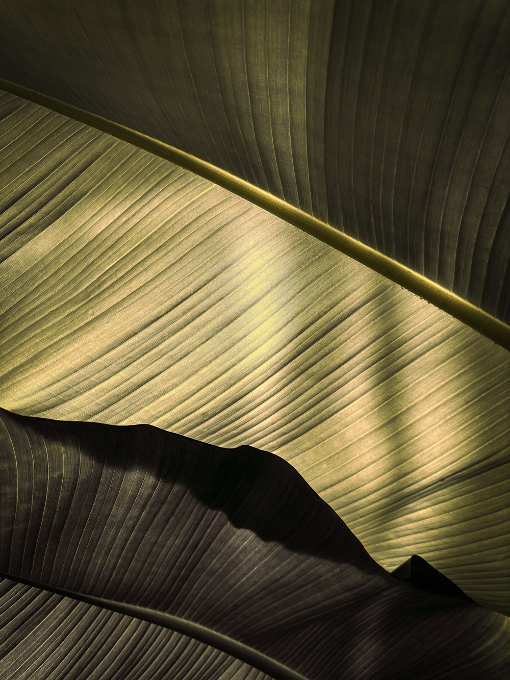 a close up of a large green leaf