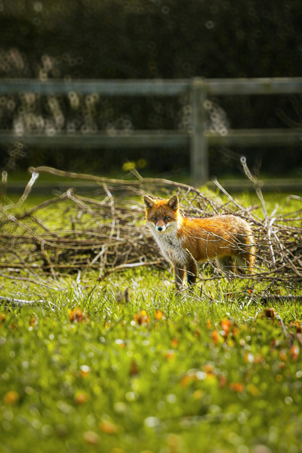 uma raposa vermelha em pé em um campo de grama