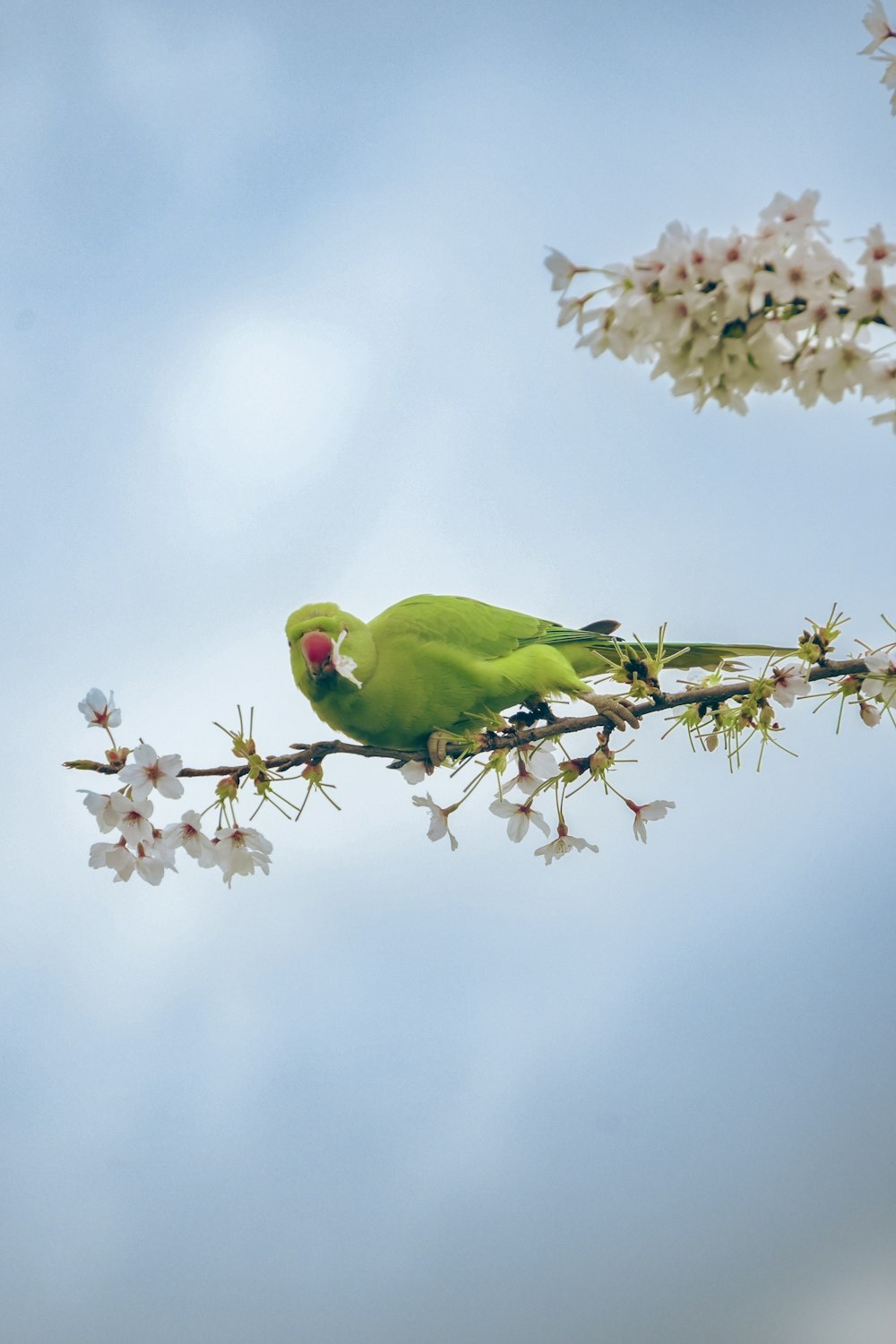 a green bird sitting on top of a tree branch