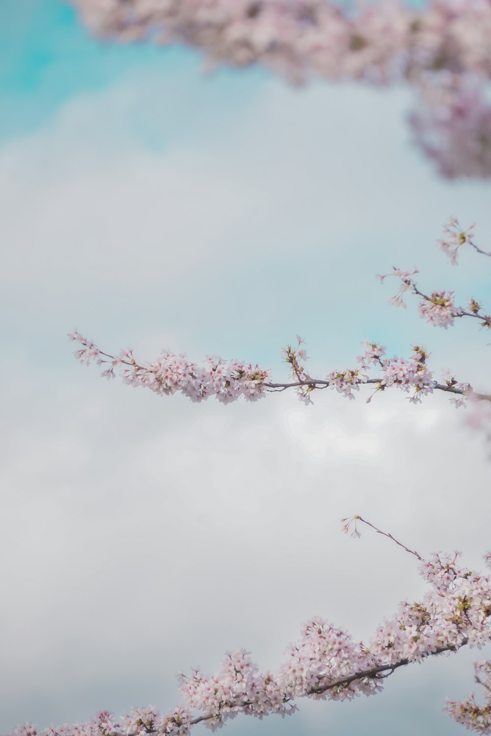 a bird sitting on a branch of a tree