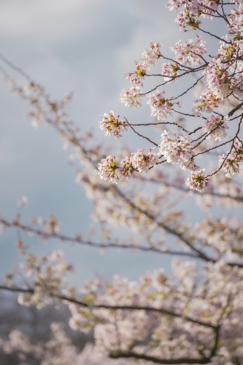 木に咲く花の束