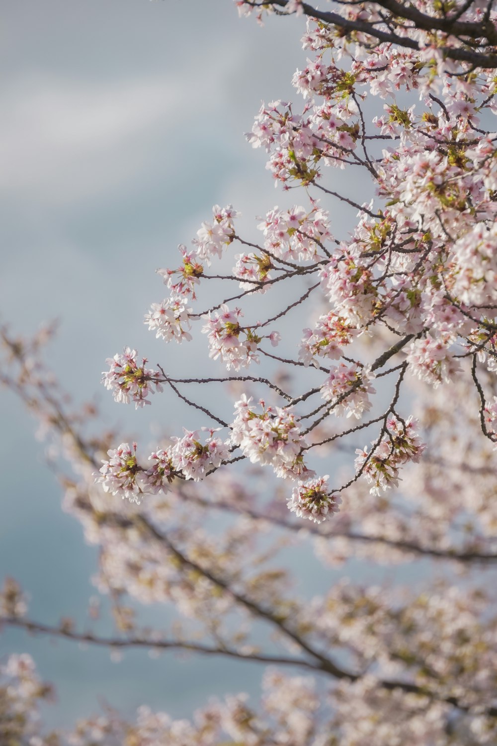 a tree with lots of pink flowers on it