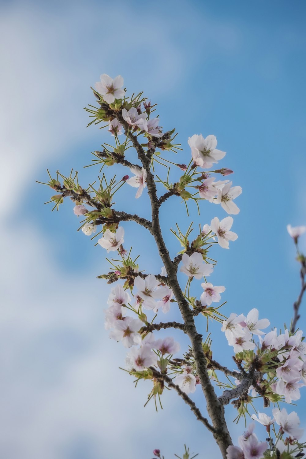 a branch with white flowers against a blue sky