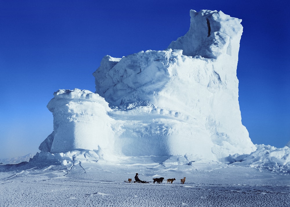 a group of dogs pulling a sled through the snow