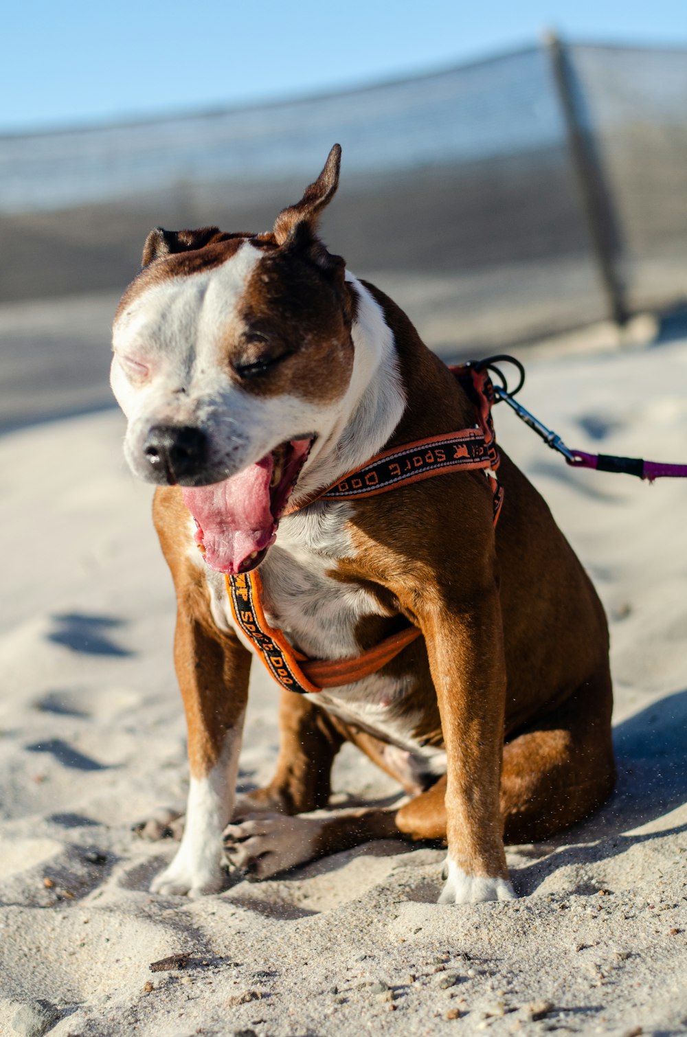 a brown and white dog sitting on top of a sandy beach