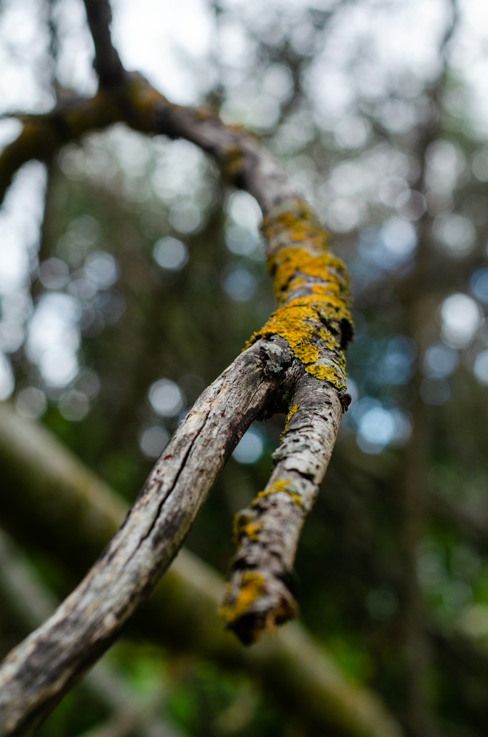 a tree branch with yellow moss growing on it