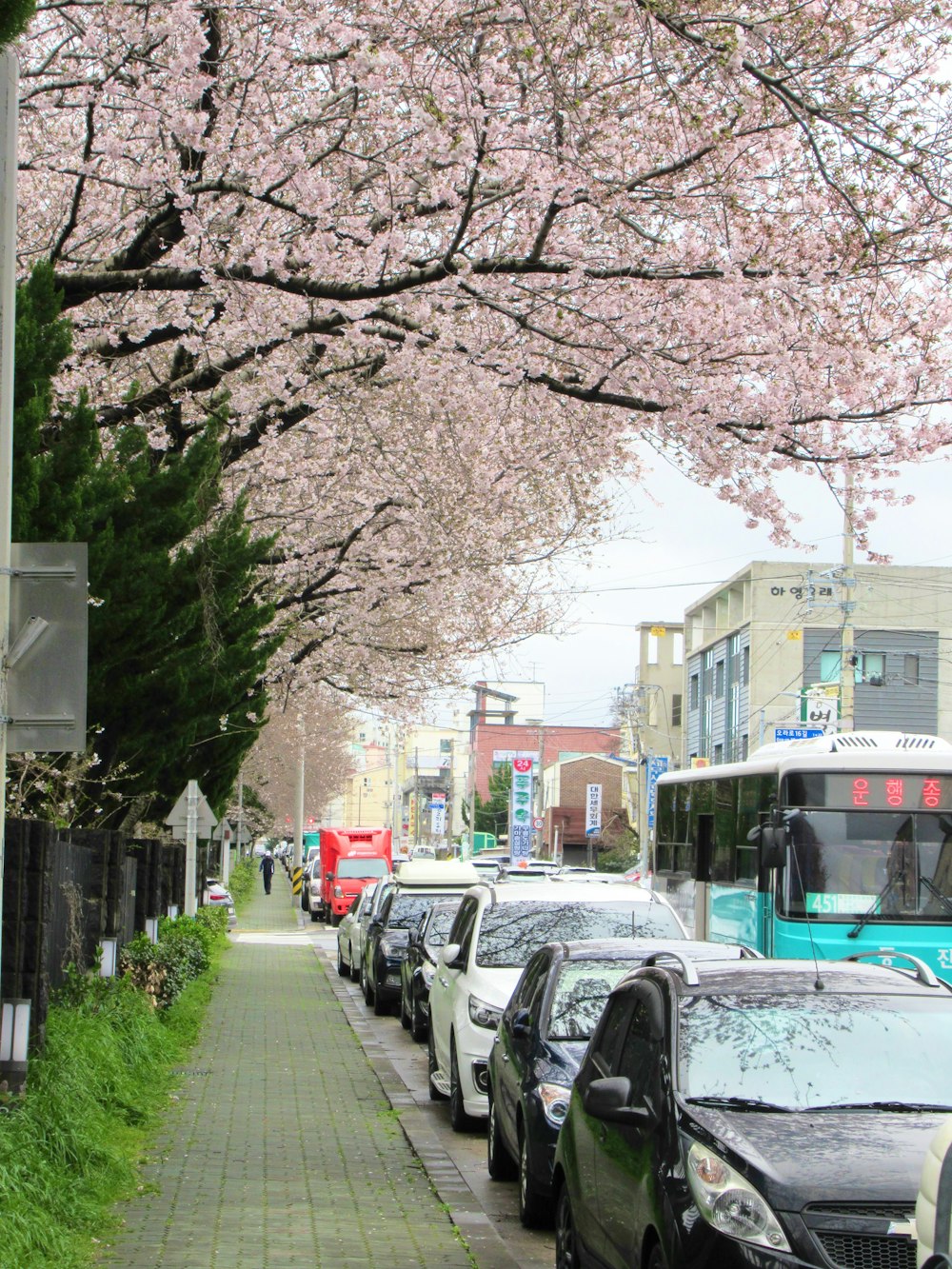 a city street lined with parked cars under cherry blossom trees