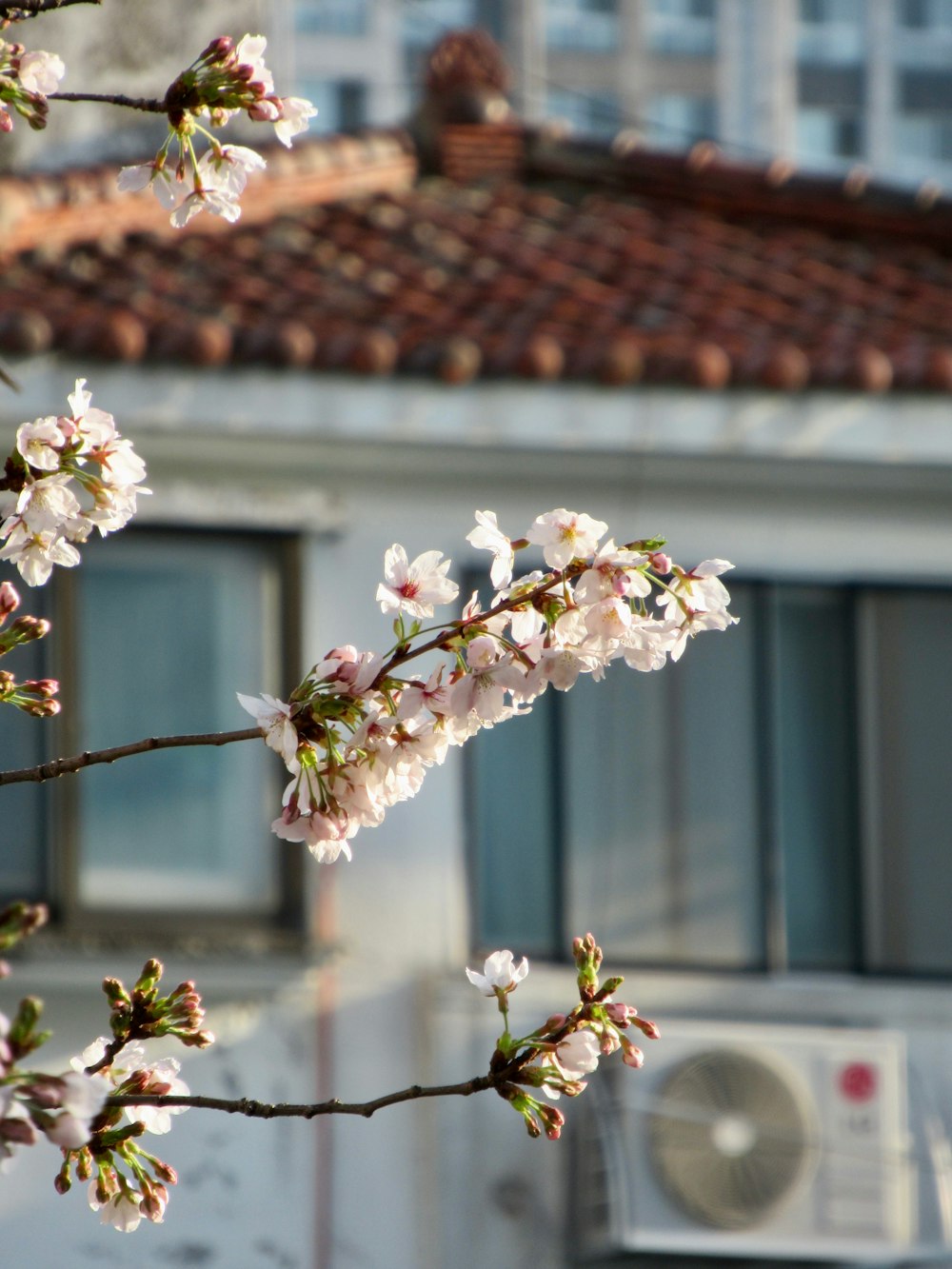 a tree with white flowers in front of a building