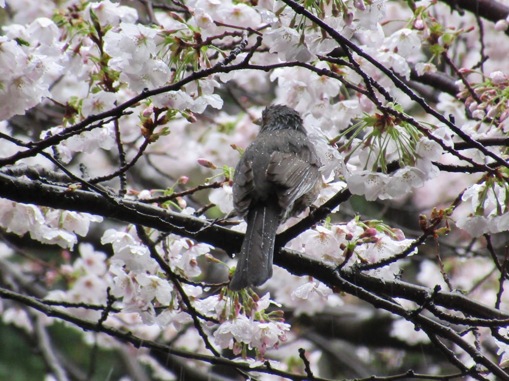 a bird sitting on a branch of a tree