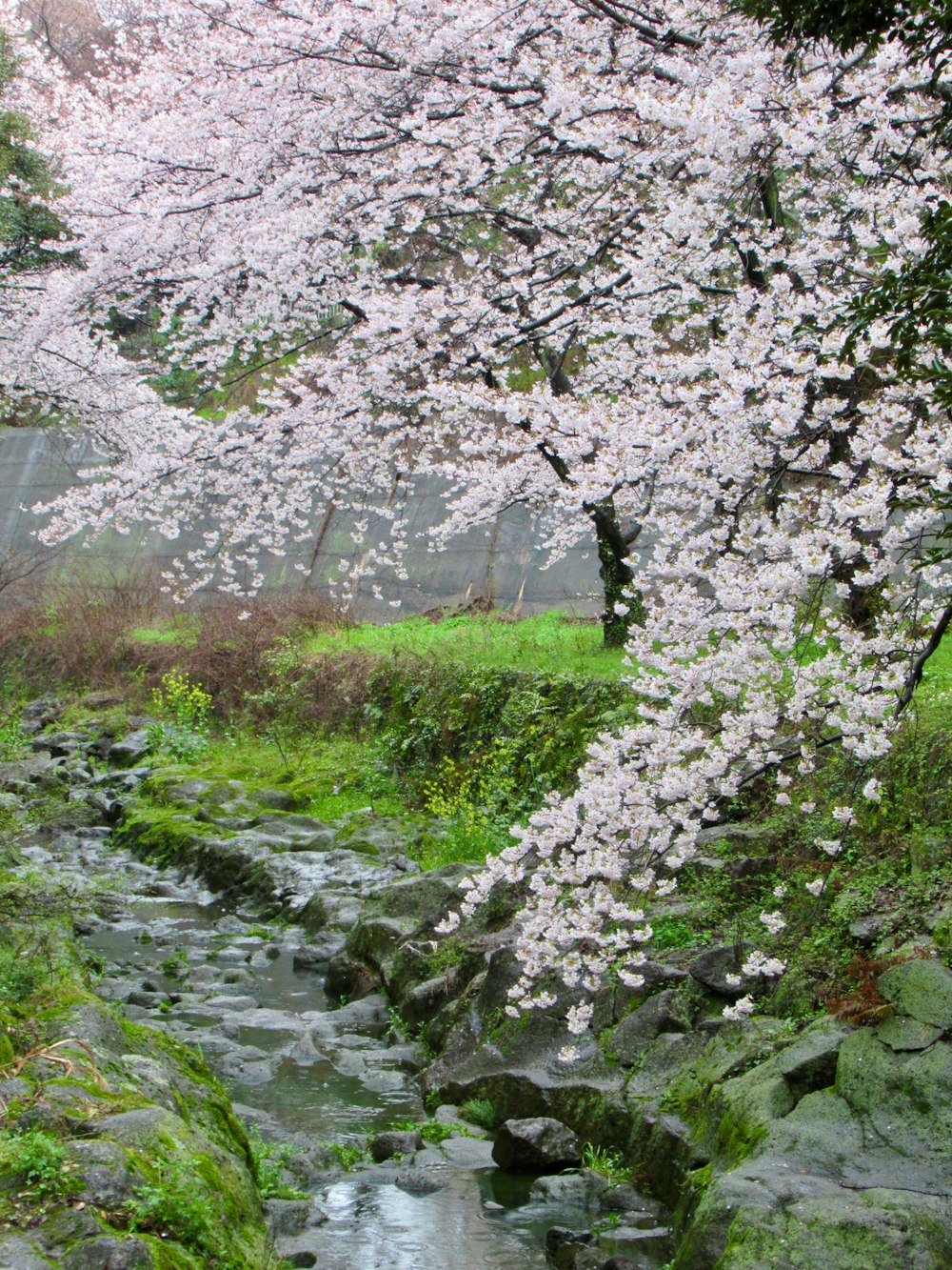 a river running through a lush green forest