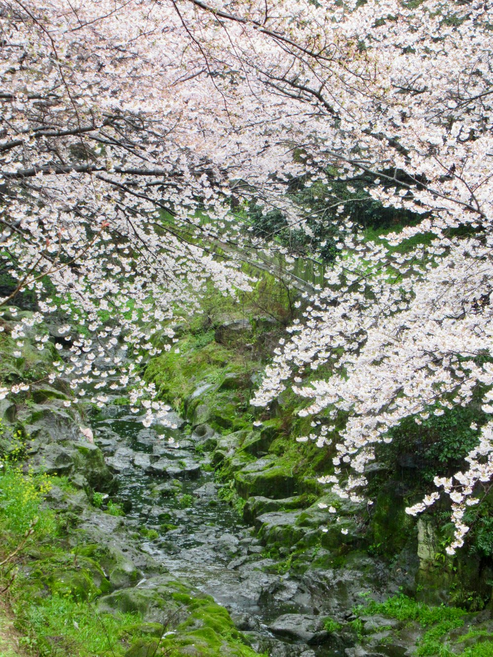 a river running through a lush green forest