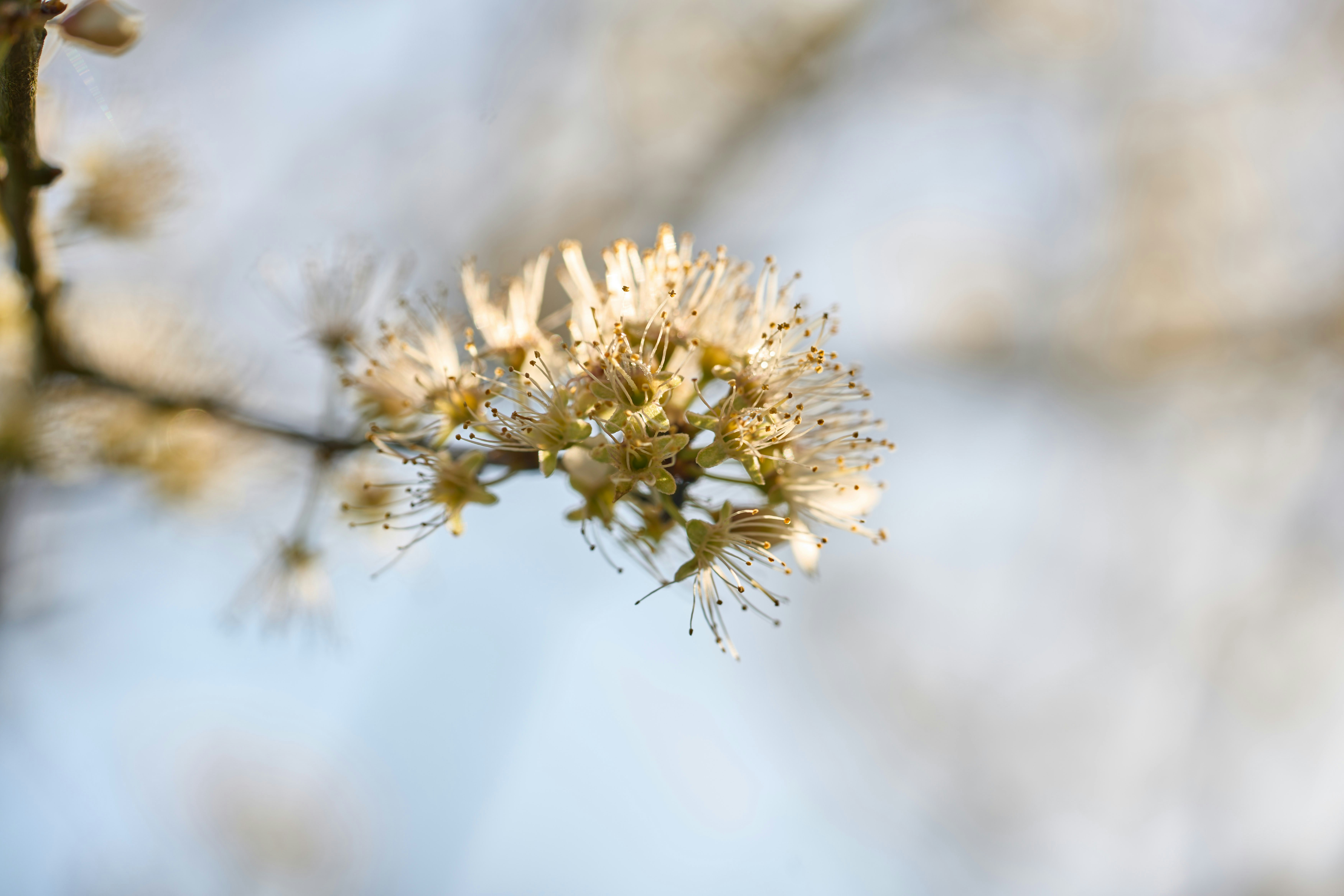 Photo by wolfgang_hasselmann