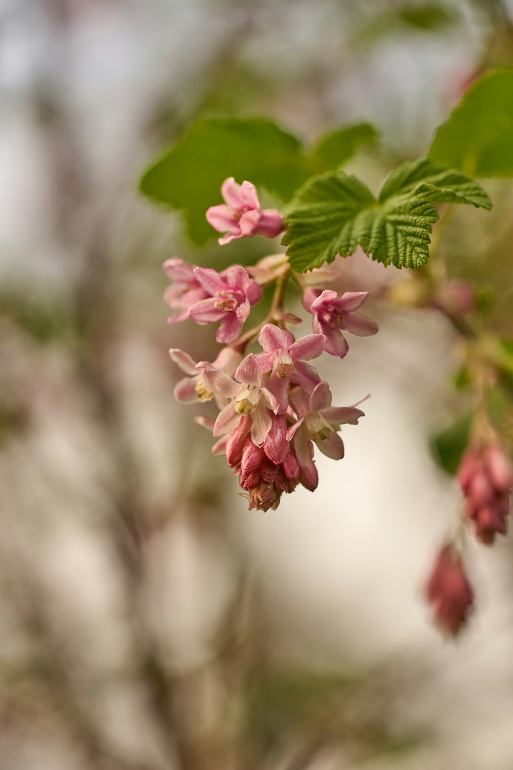 a branch with pink flowers and green leaves