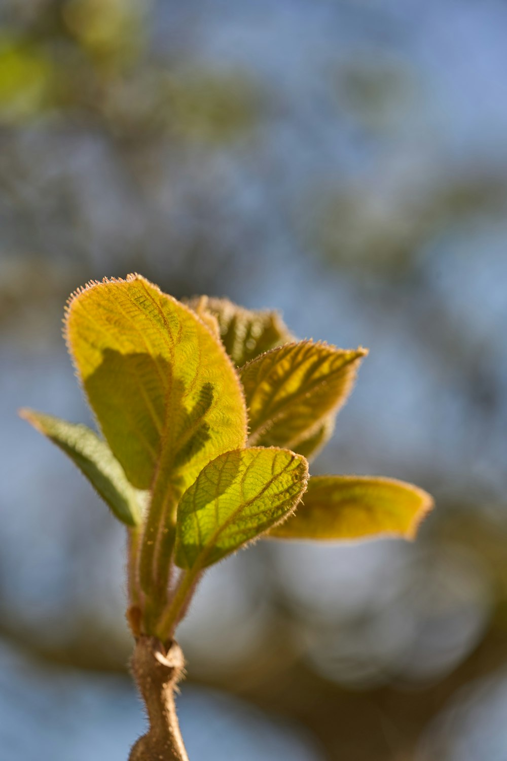 a close up of a leaf on a tree