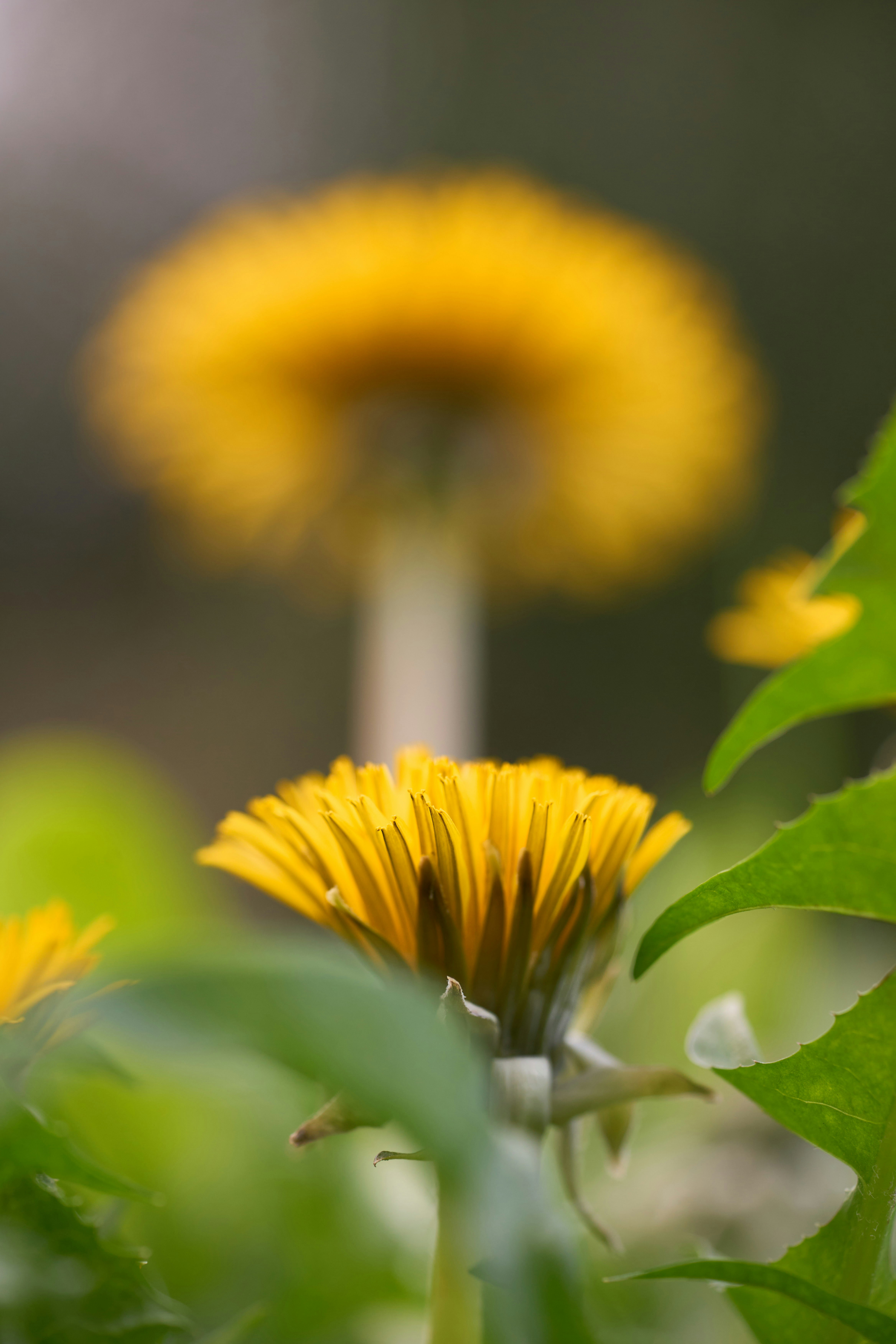 Photo by wolfgang_hasselmann