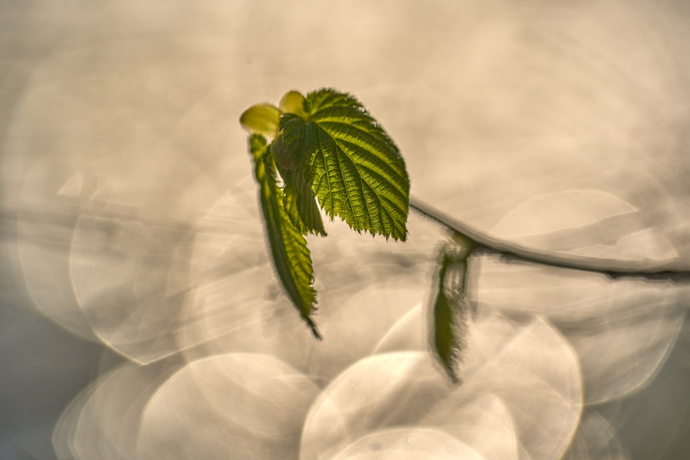 um close up de uma folha verde em um galho