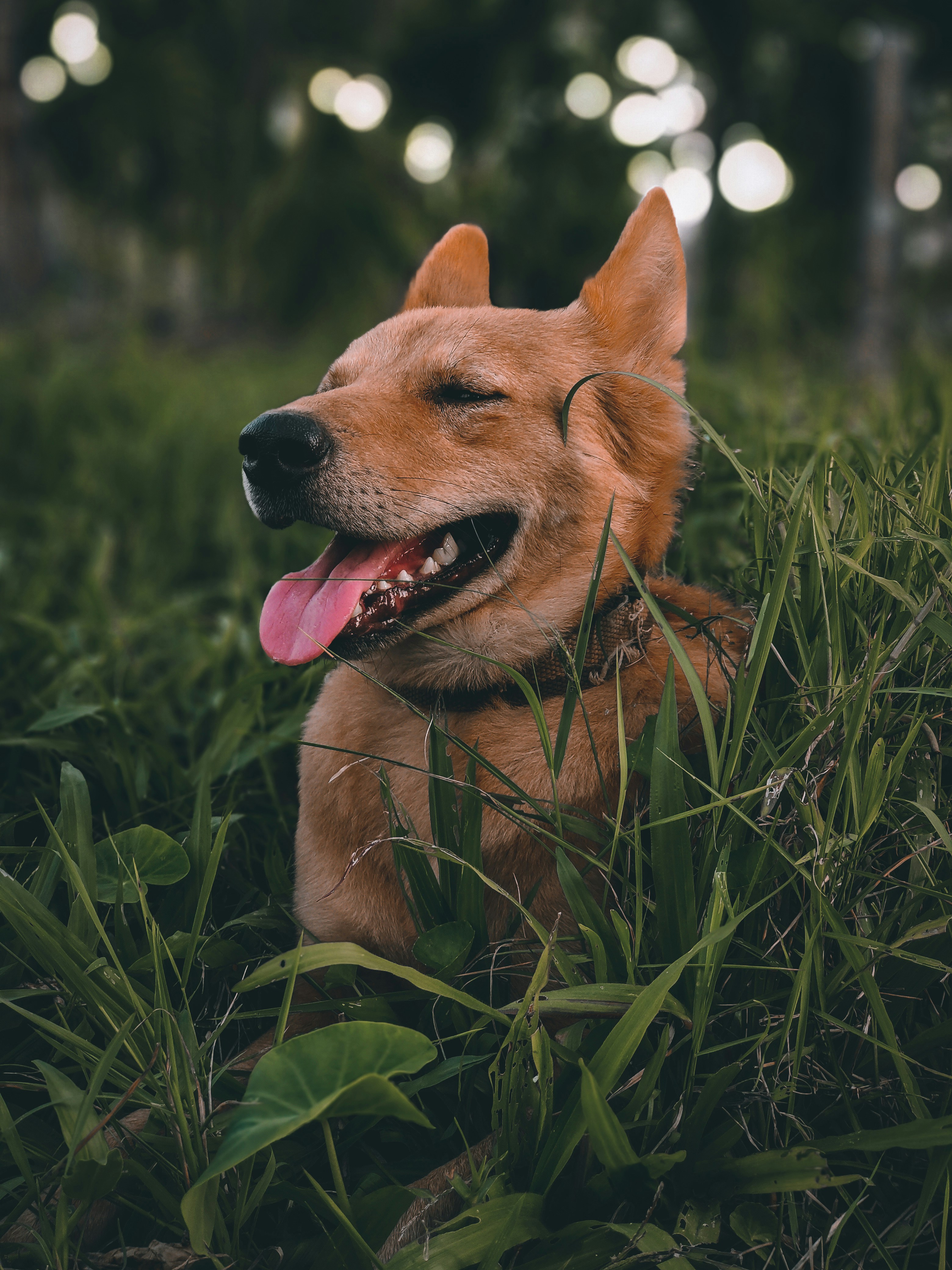 Photo by tusharshetty04