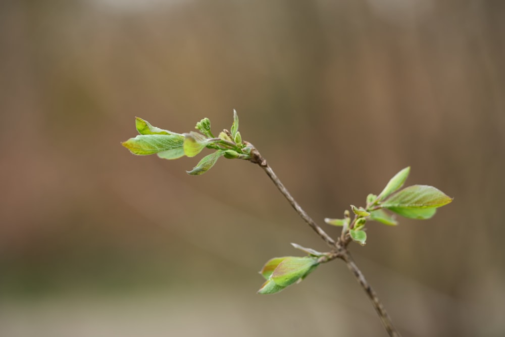ein kleiner Zweig mit grünen Blättern darauf