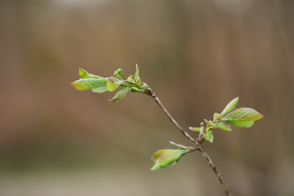 a small branch with green leaves on it