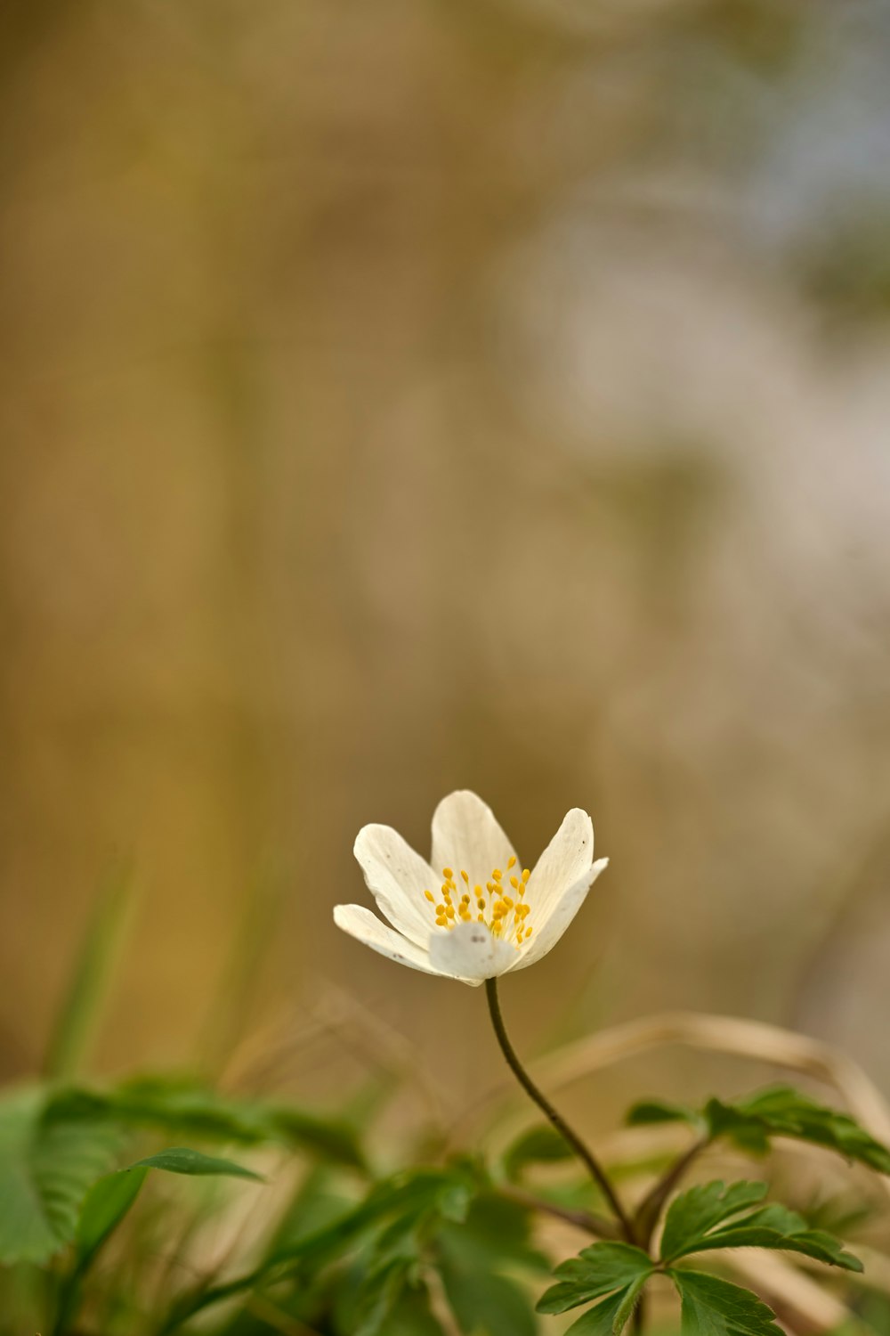 un piccolo fiore bianco con un centro giallo