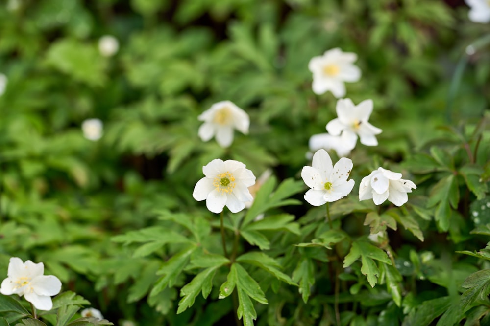 a group of white flowers with green leaves