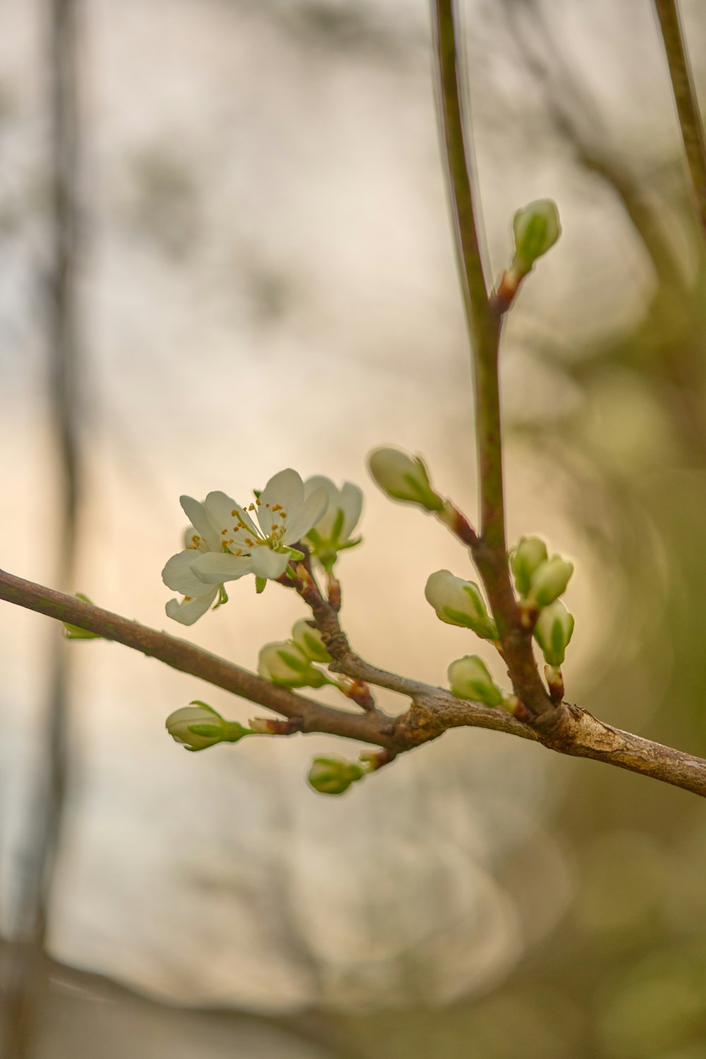 une petite fleur blanche sur une branche d’arbre