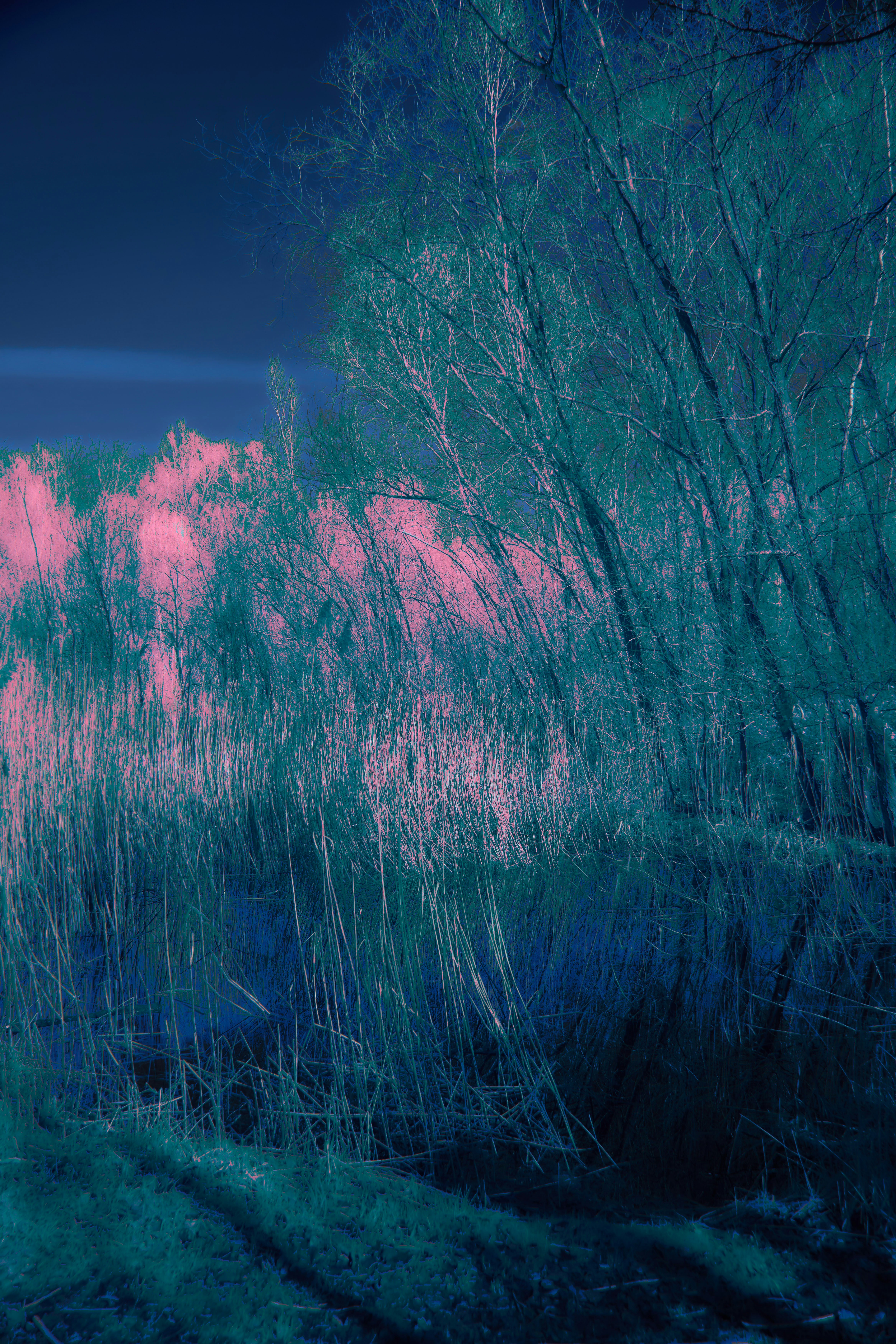 Photo by wolfgang_hasselmann