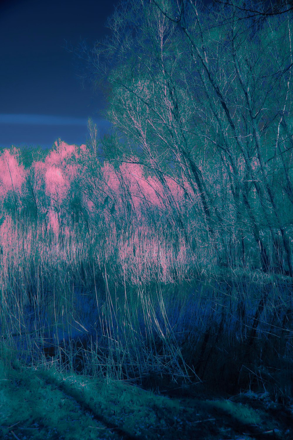 Una foto azul y rosa de árboles y hierba