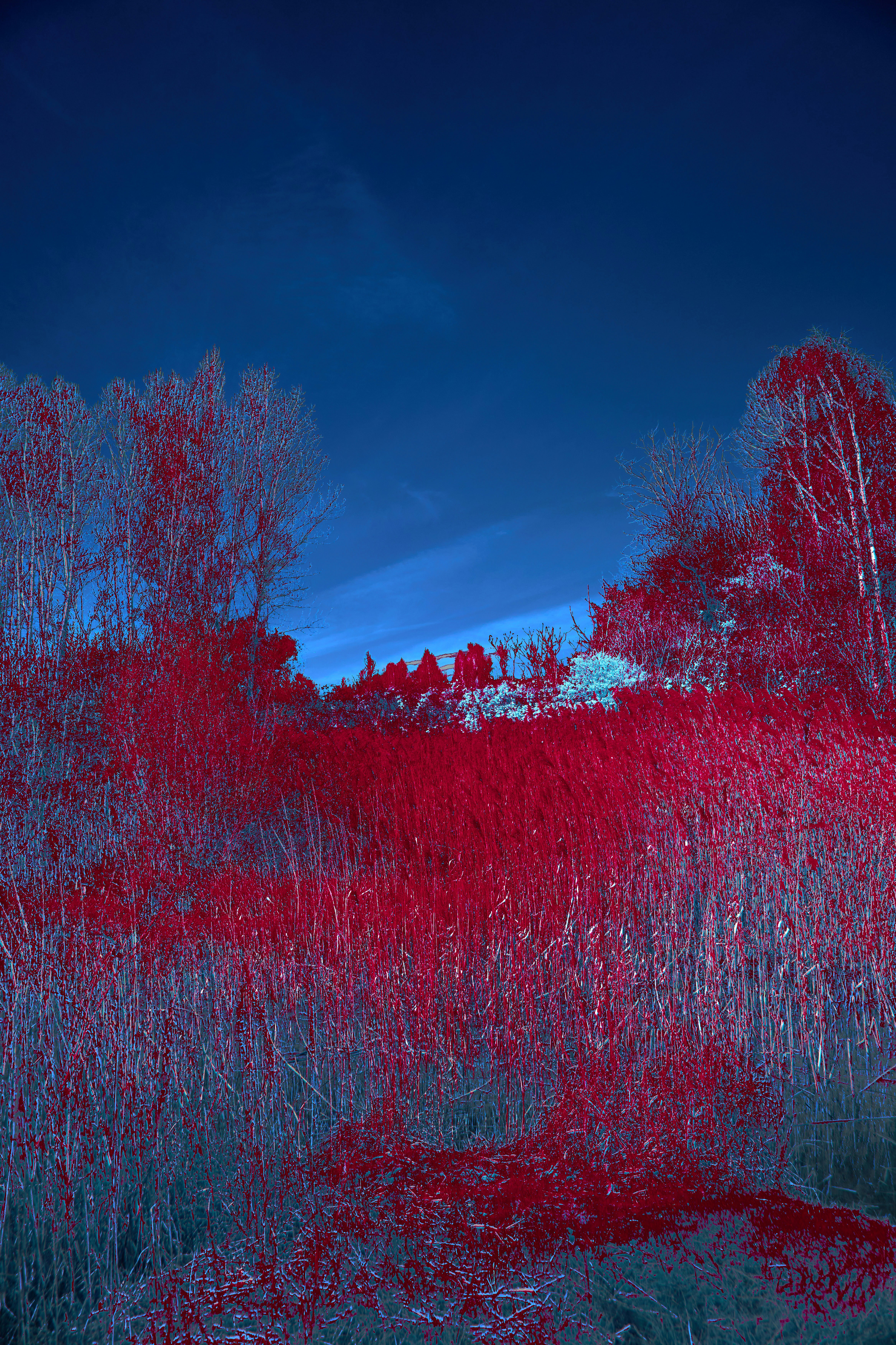 Photo by wolfgang_hasselmann