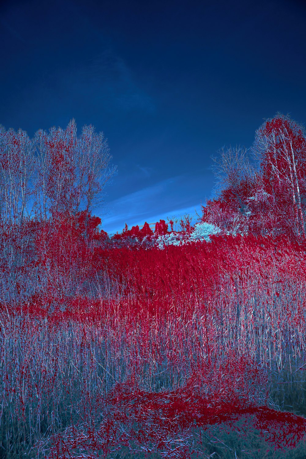a blue sky with red trees in the foreground