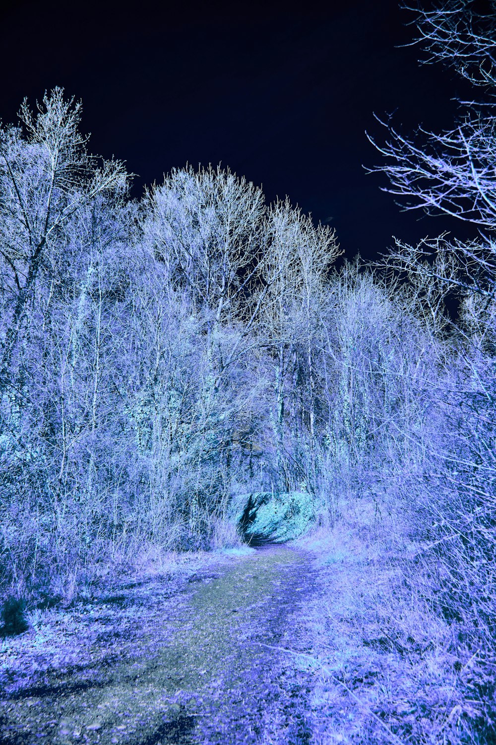 un chemin dans les bois éclairé par des lumières bleues