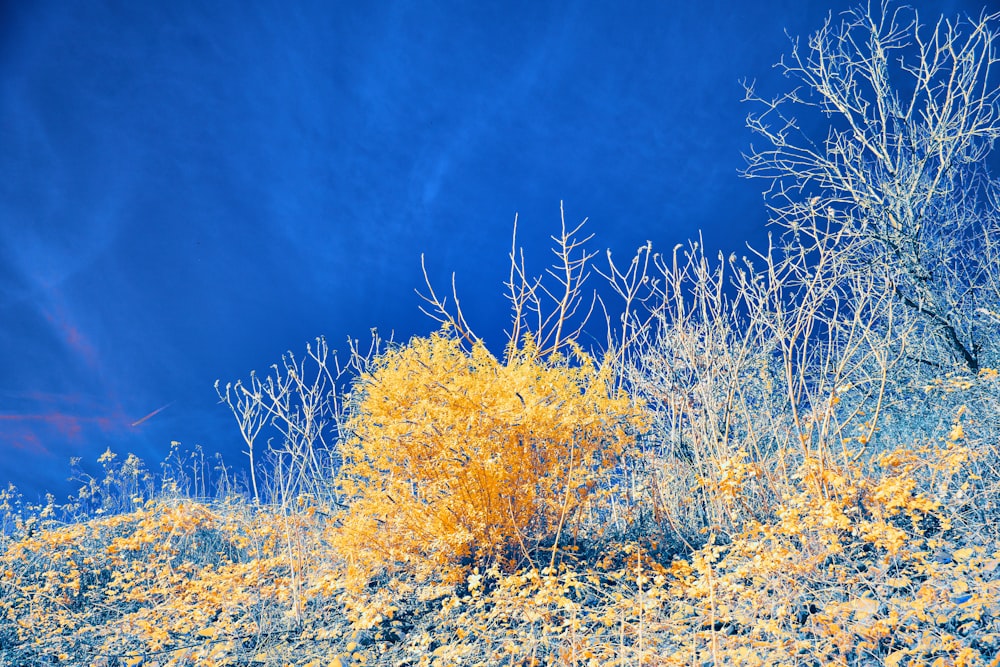 a bush with yellow flowers in the desert