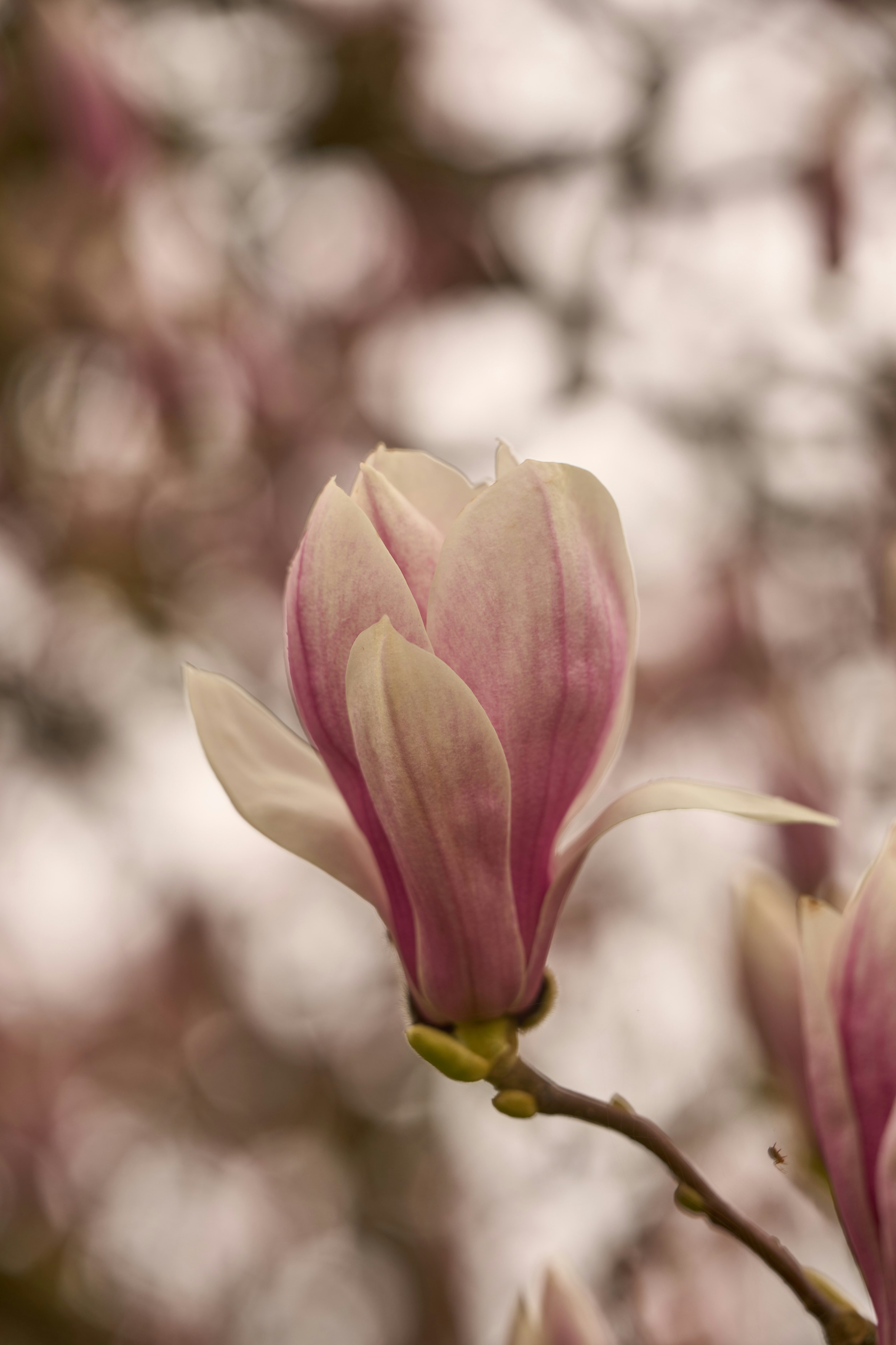 Photo by wolfgang_hasselmann