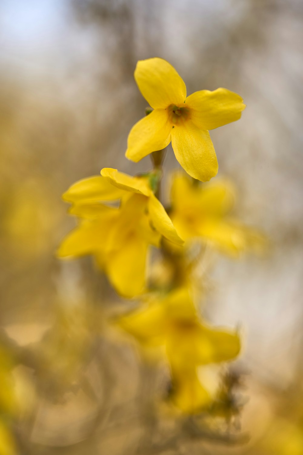 a close up of a yellow flower with blurry background