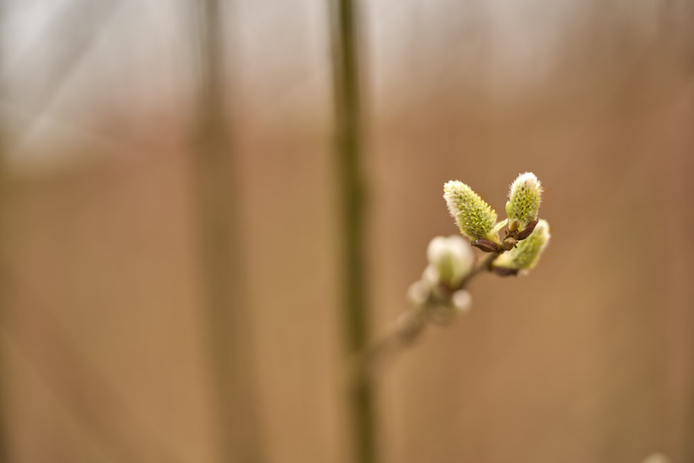 a close up of a plant with small buds