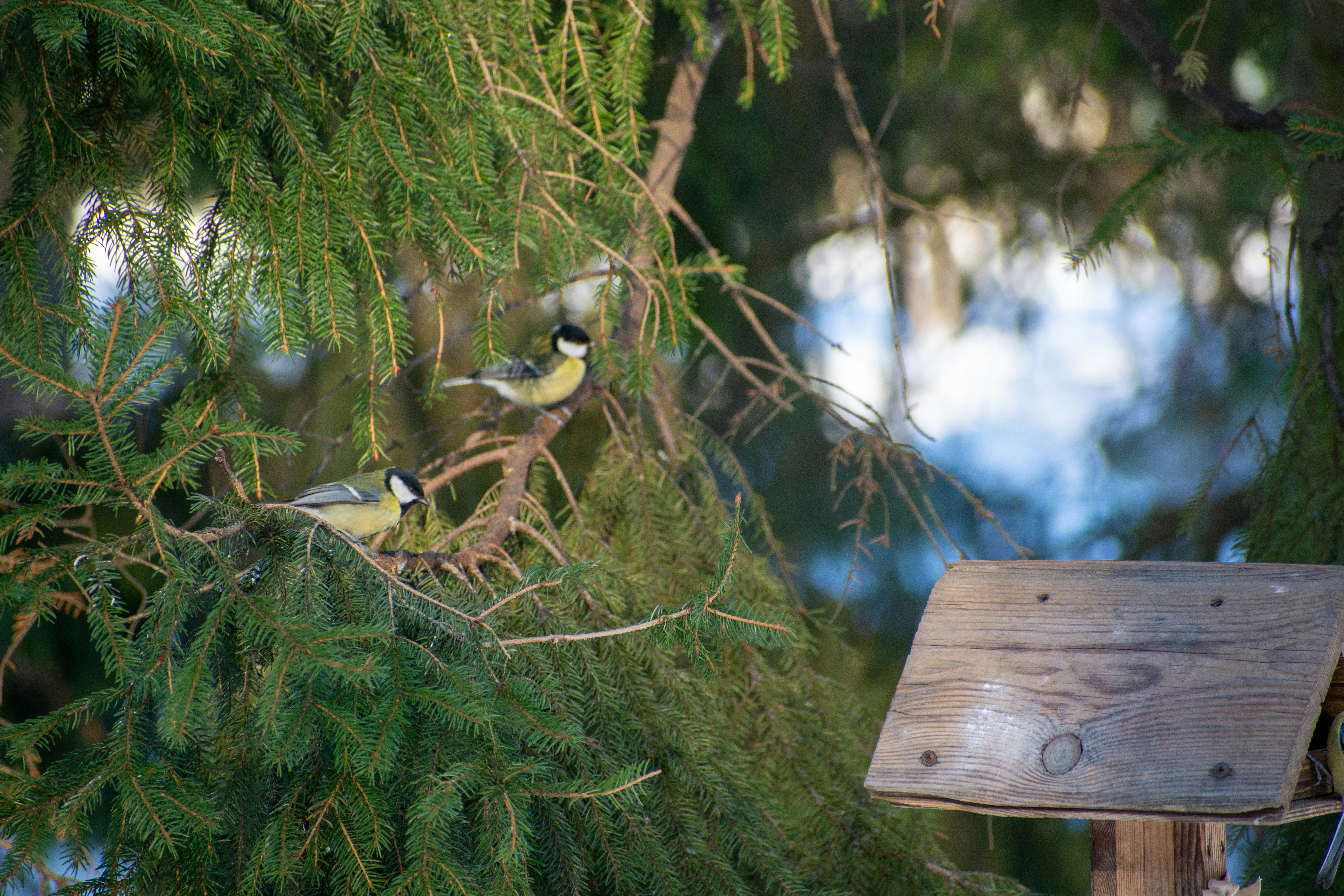 un par de pájaros sentados en lo alto de un árbol