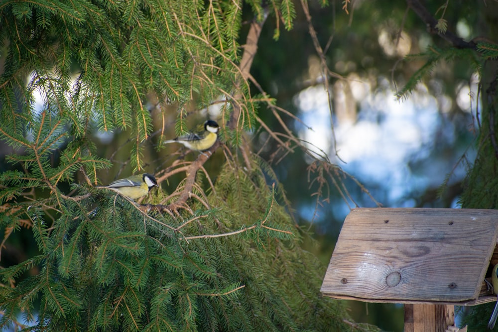 a couple of birds sitting on top of a tree