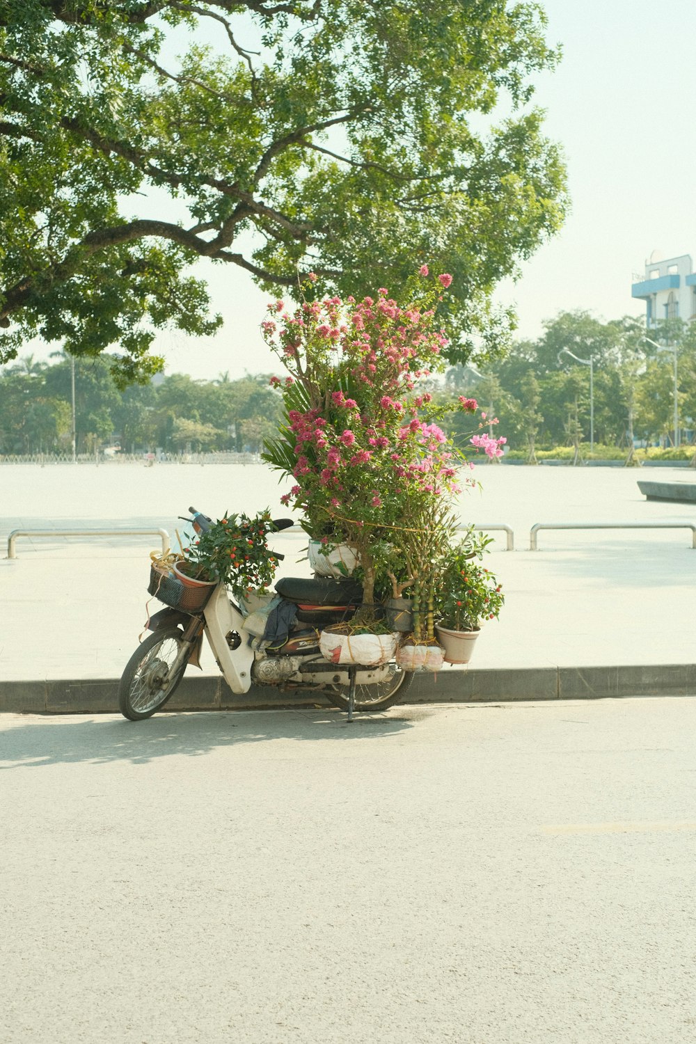 a motor scooter with a planter on the back of it