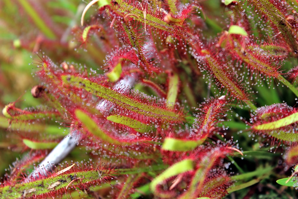 a close up of a plant with water droplets on it