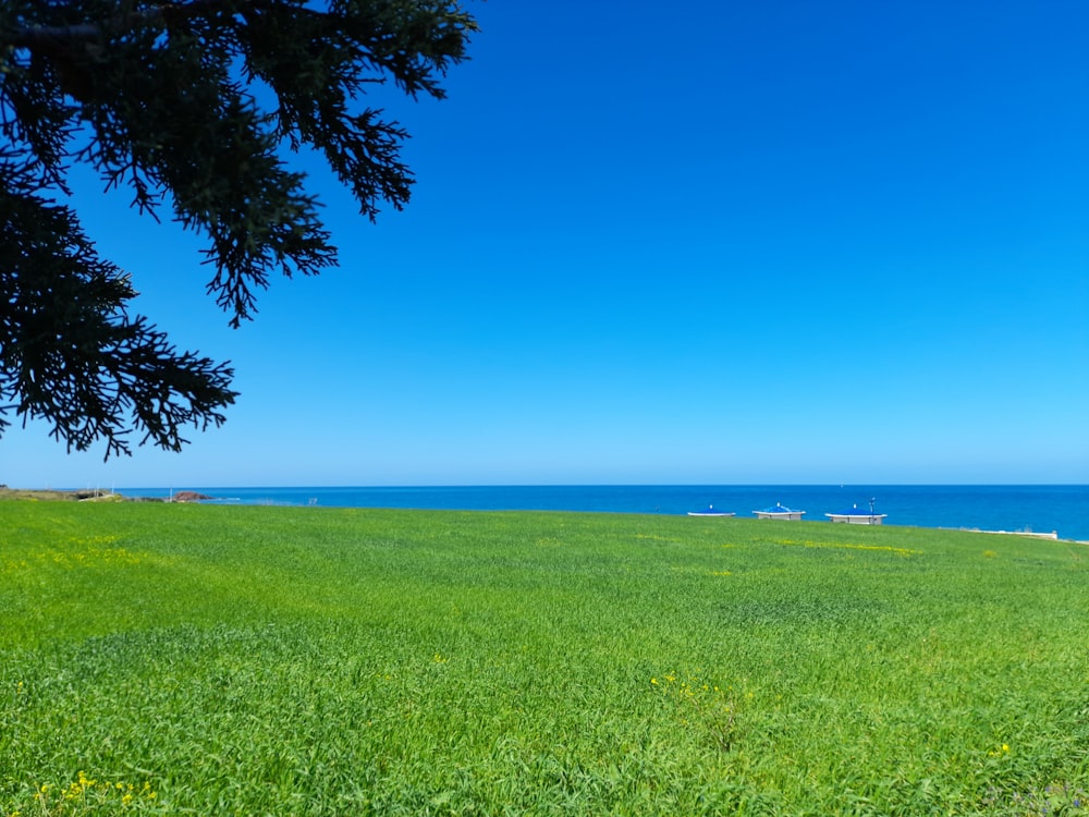 a grassy field with a body of water in the background