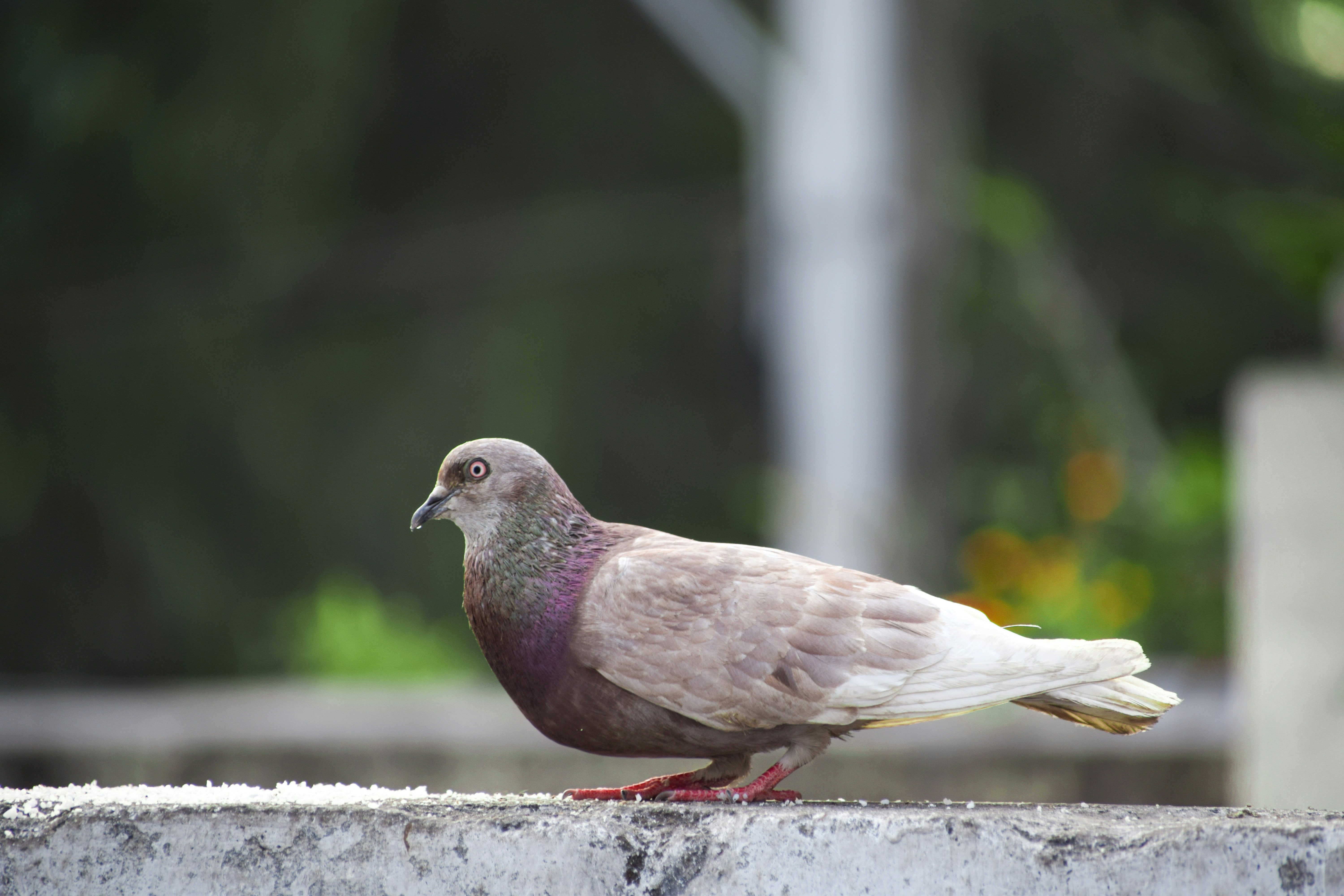 Photo by nareshkewat