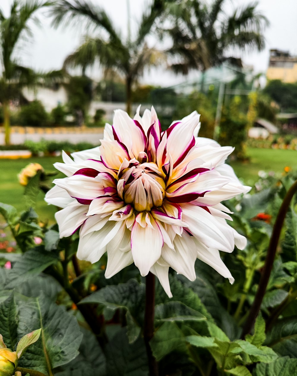 a large white and red flower in a garden