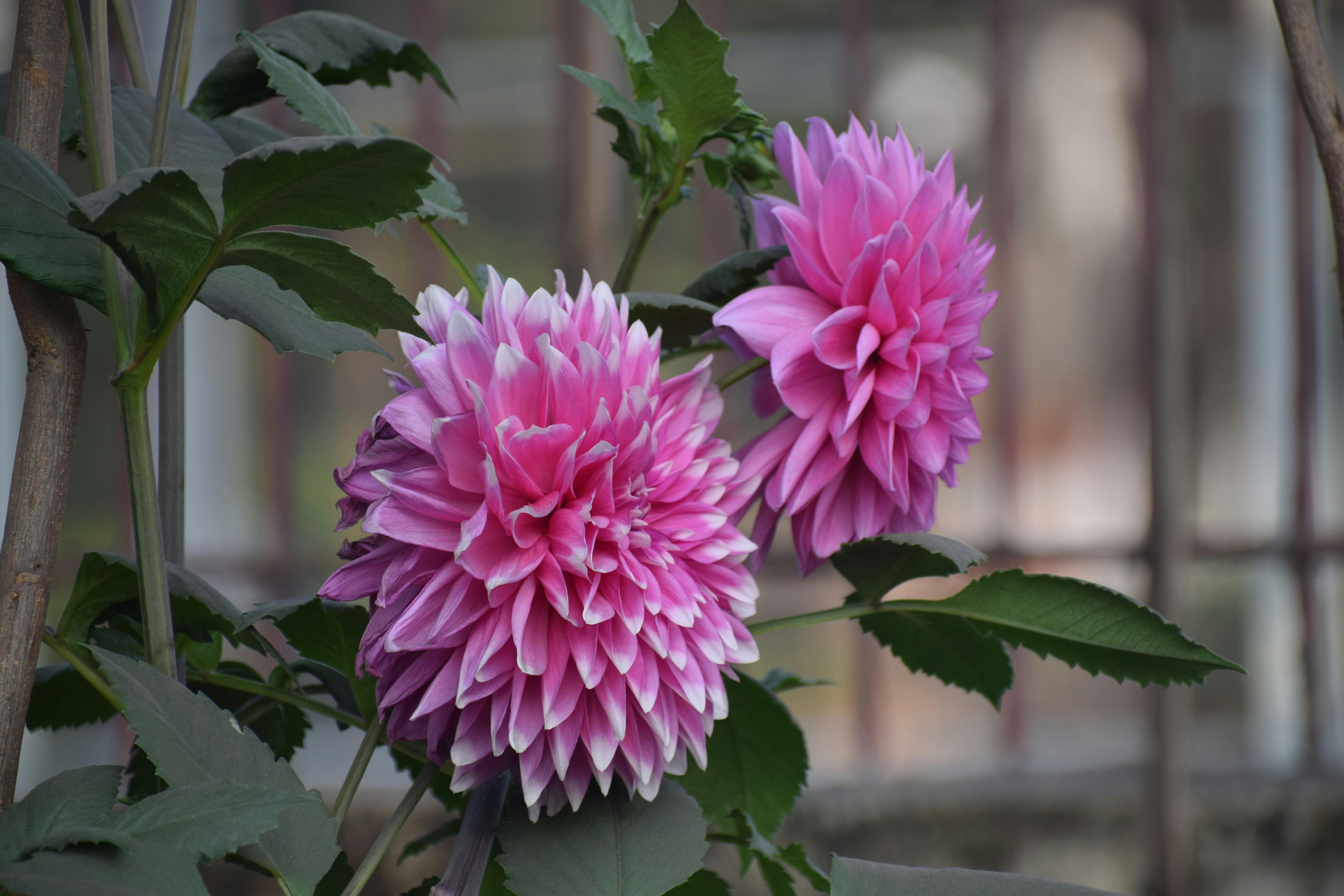 Photo by nareshkewat