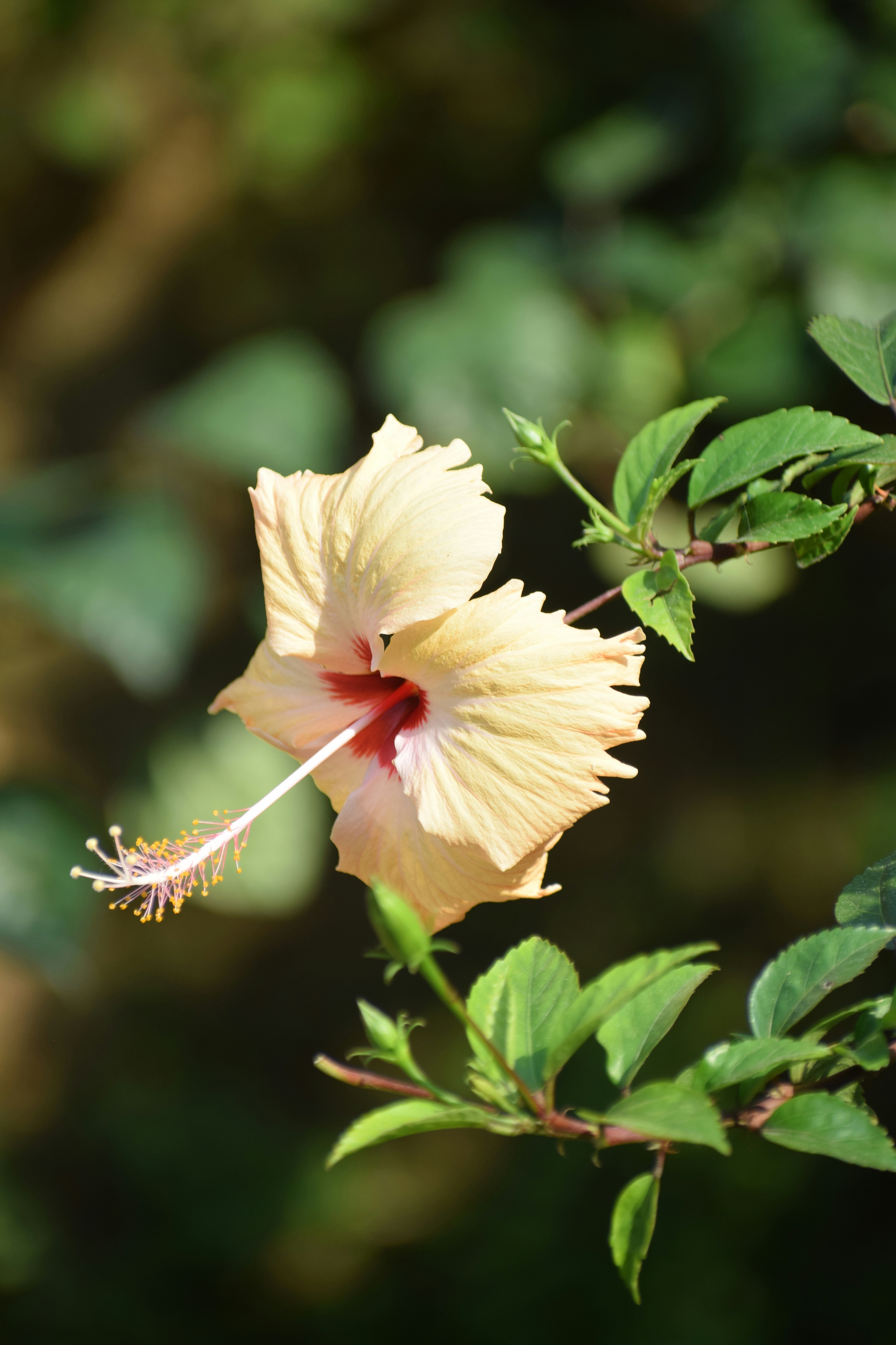 Photo by nareshkewat