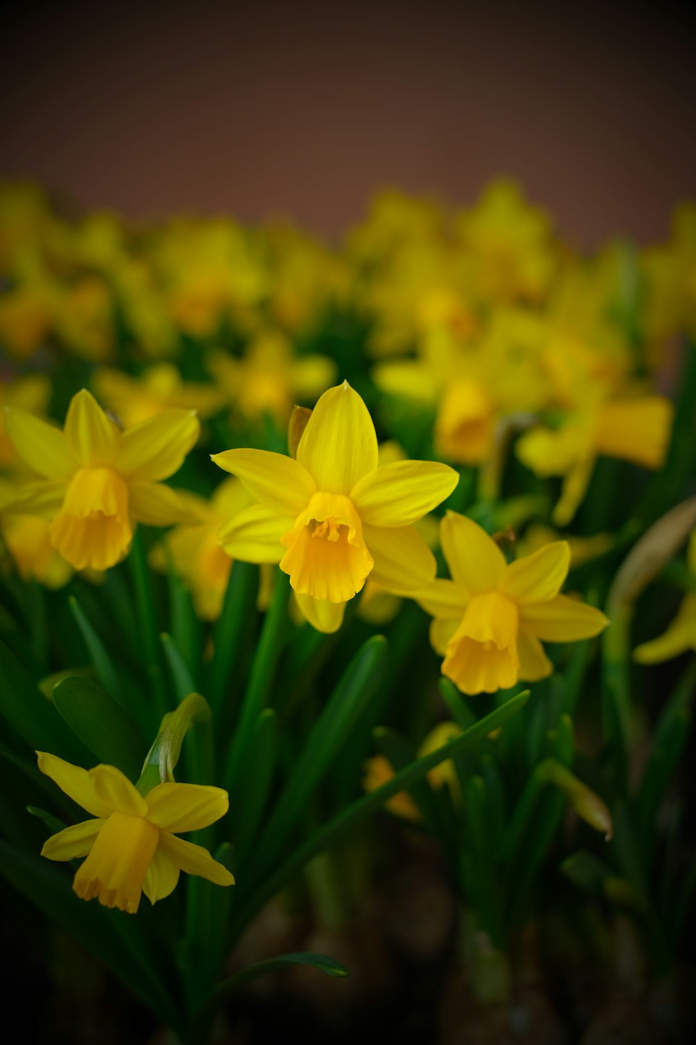 a bunch of yellow flowers that are in a vase